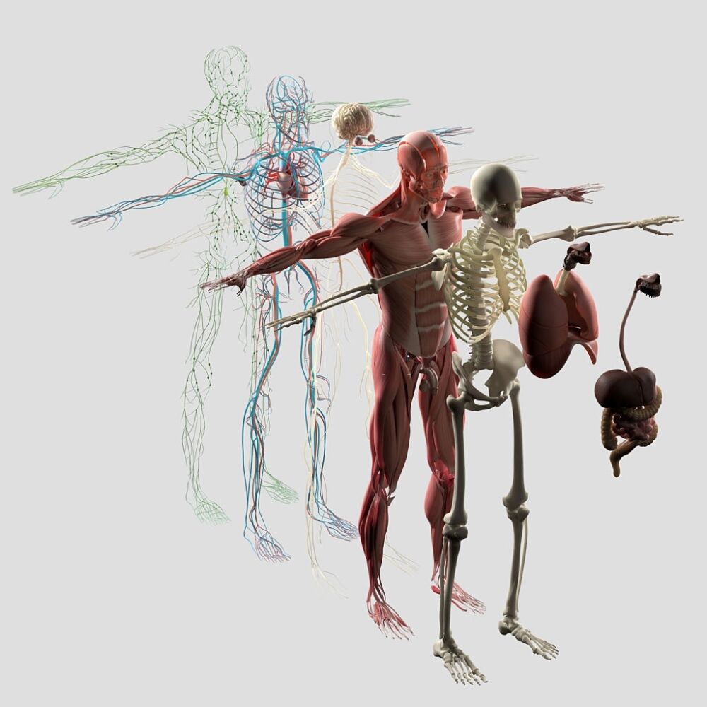 Anatomia Corpo Umano Apparato Muscolo Scheletrico Evolution Academy®