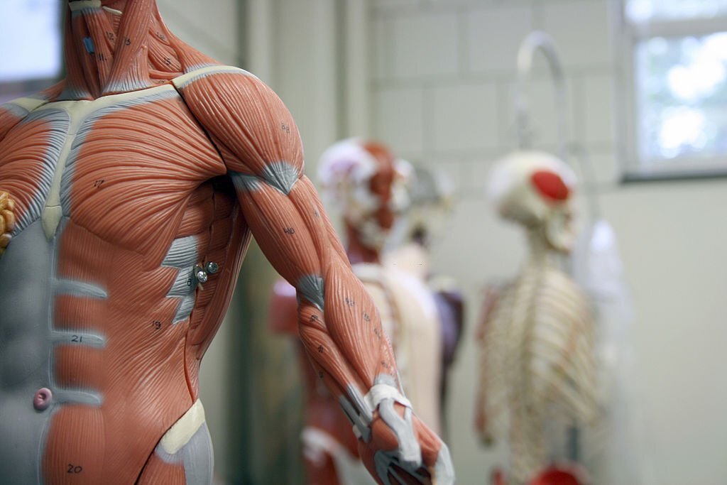 Corso di anatomia palpatoria a Udine