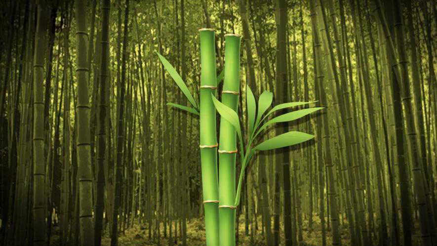 Il corso di bamboo massage a Milano