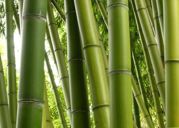 Il corso di bamboo massage a Viterbo