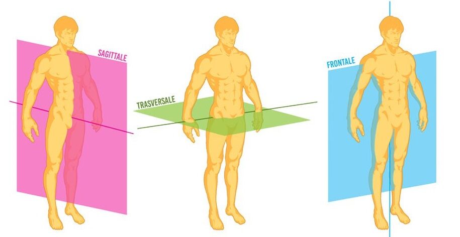 corso anatomia palpatoria
